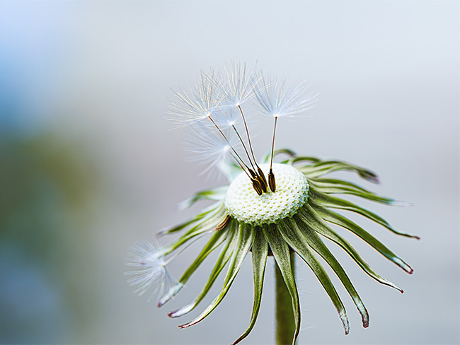 Löwenzahn mit ein paar verbliebenen Samen